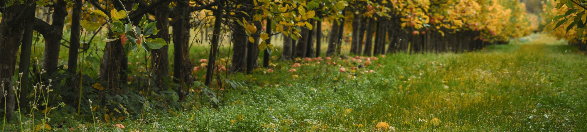 Banner Default Image