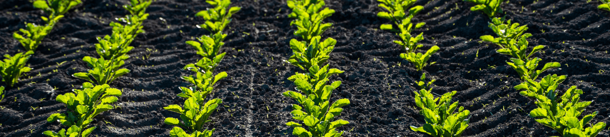 Banner Default Image