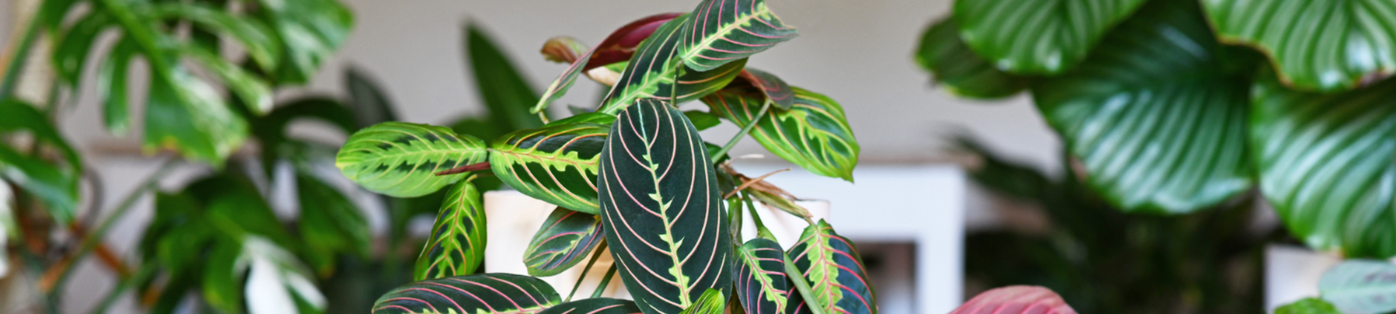 Banner Default Image