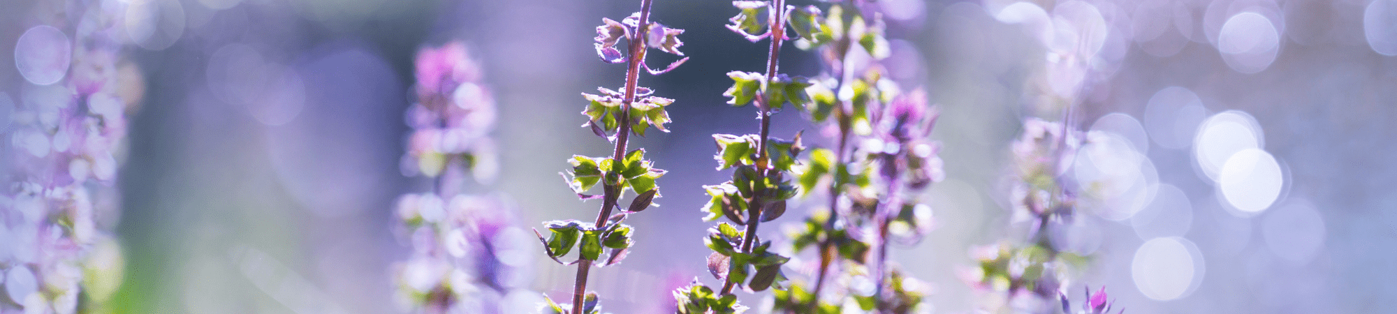 Banner Default Image