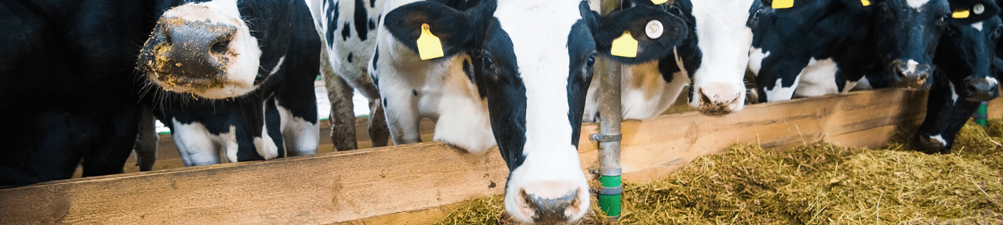 Banner Default Image