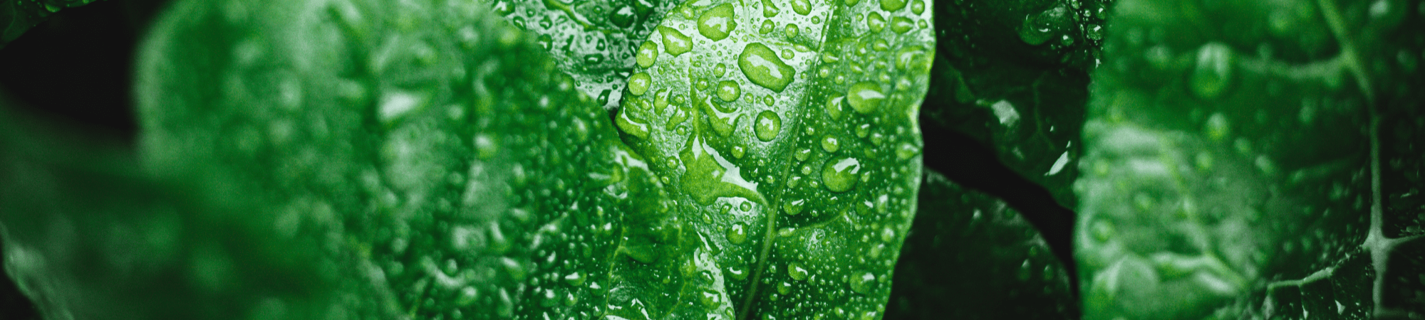 Banner Default Image