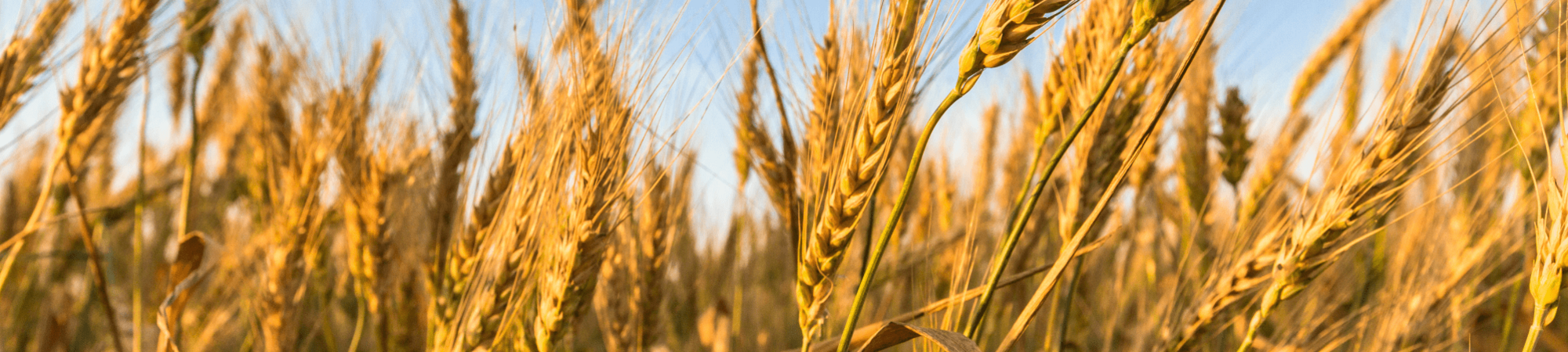 Banner Default Image