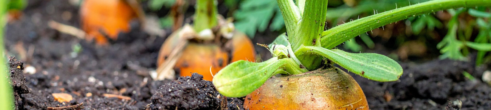 Banner Default Image