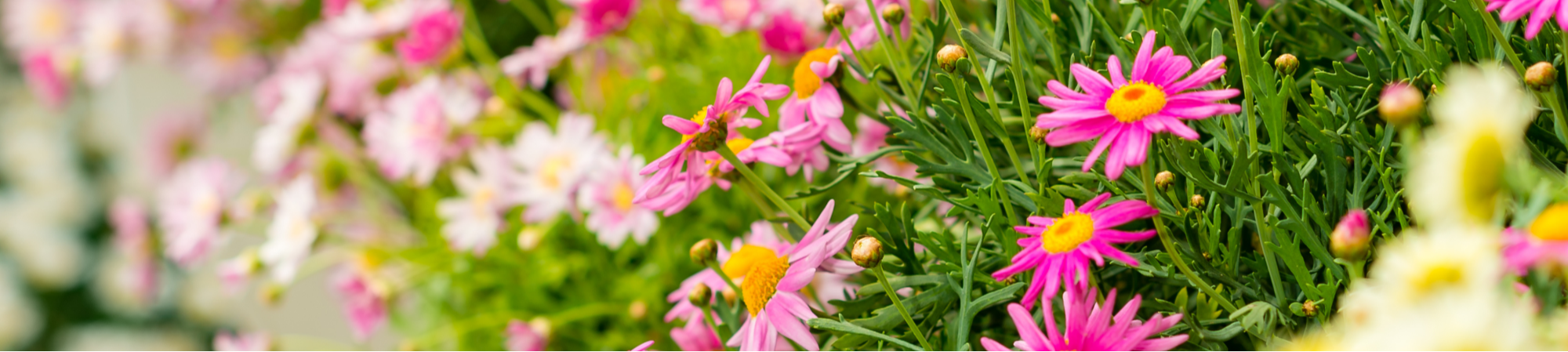 Banner Default Image