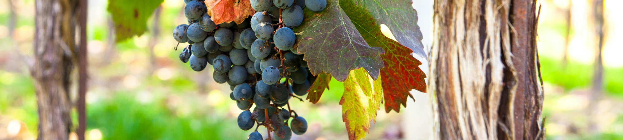 Banner Default Image