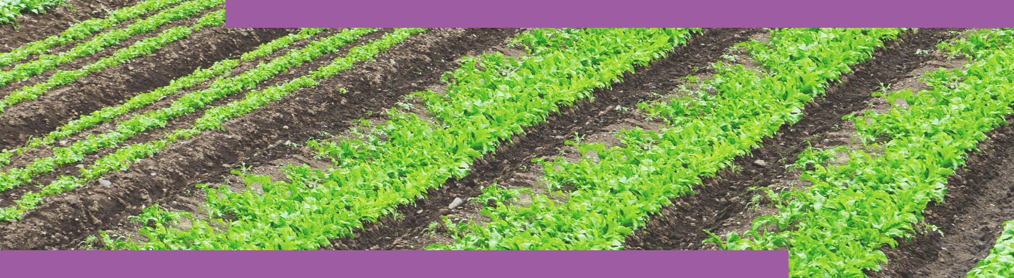 Banner Default Image