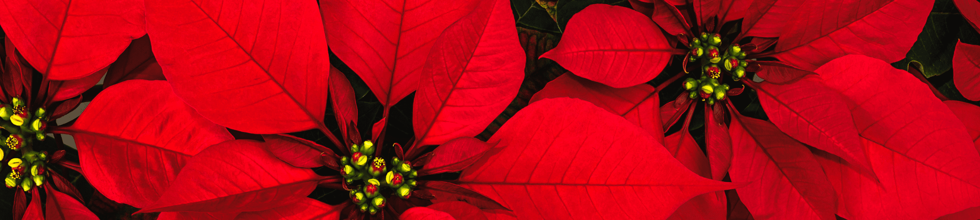 Banner Default Image