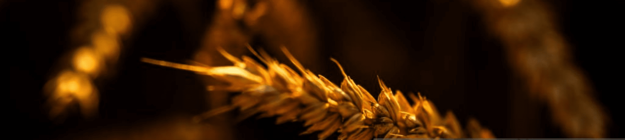 Banner Default Image