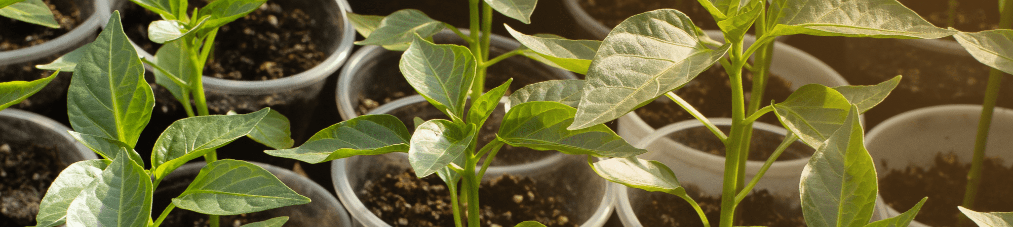 Banner Default Image