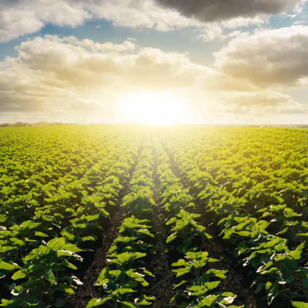 Agriculture